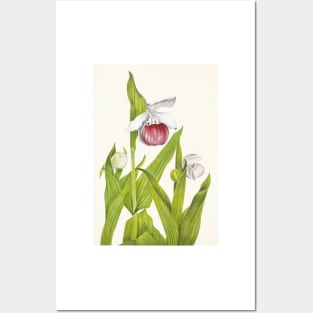 Showy lady's slippers - Botanical Illustration Posters and Art